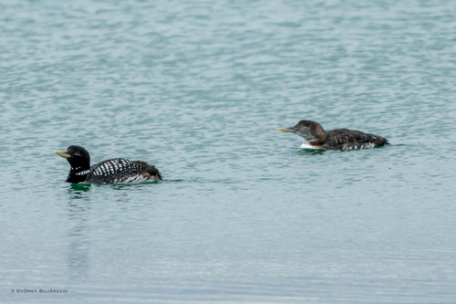 Yellow-billed Loon