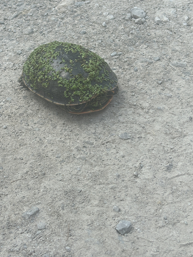 Painted Turtle
