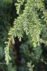 Cedrus deodara