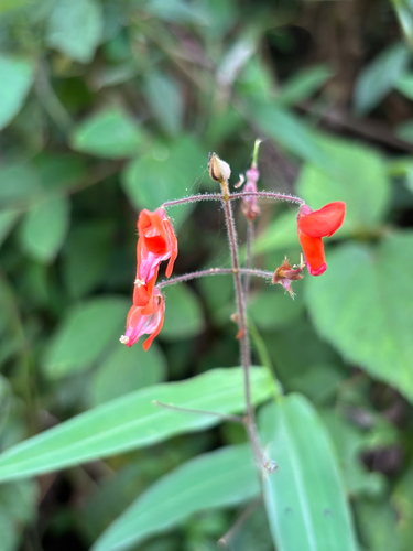 Hylodesmum repandum observed 2026-06-15