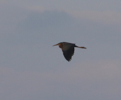 Purple Heron