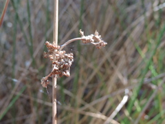 Juncus kraussii