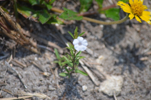 Dyschoriste angusta, photograph 4
