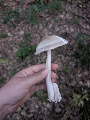 Gray-Zoned Ringless Amanita