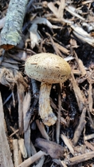 Austroboletus lacunosus