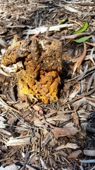 Pisolithus croceorrhizus