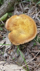 Phylloporus hyperion