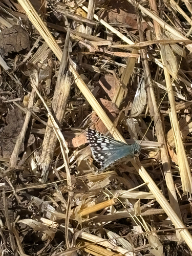 iNaturalist observation photo of Common Checkered-Skipper