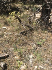 Cymopterus longiradiatus