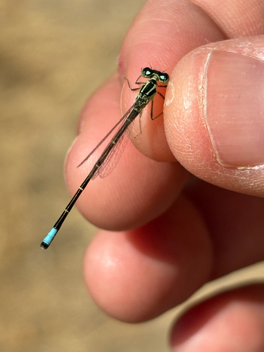 iNaturalist observation photo of Western Forktail