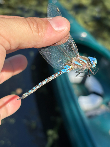 iNaturalist observation photo of Blue-eyed Darner
