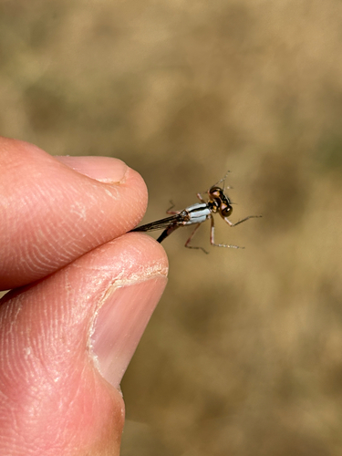 iNaturalist observation photo of Pacific Forktail