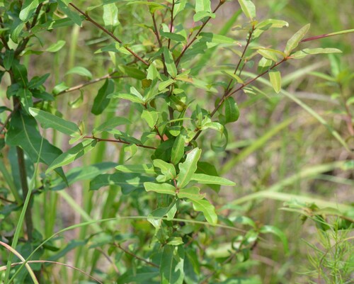 Quercus laurifolia