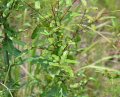 Quercus laurifolia