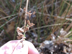 Juncus kraussii