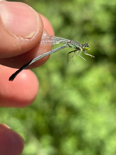 iNaturalist observation photo of Western Forktail