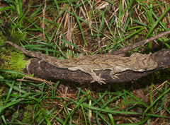 Mokopirirakau granulatus