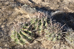 Ferocactus santa-maria