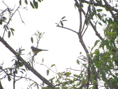 Tyrannus melancholicus