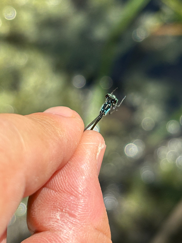 iNaturalist observation photo of Pacific Forktail