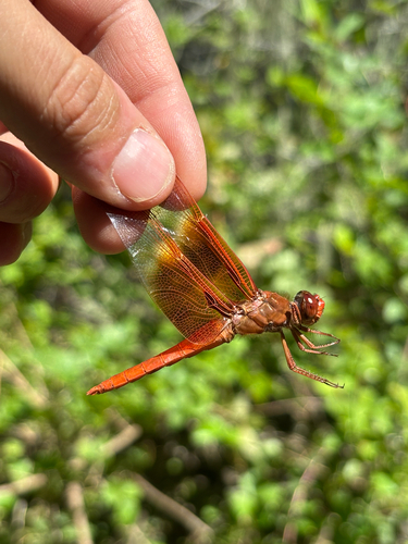 iNaturalist observation photo of Flame Skimmer