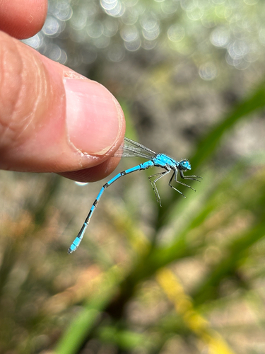 iNaturalist observation photo of Bluets