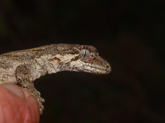 Mokopirirakau granulatus