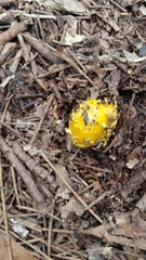 Amanita flavella