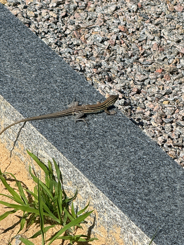 Six-lined Racerunner