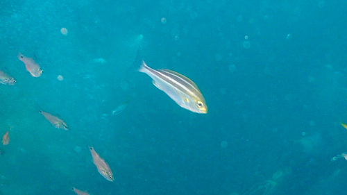 Chicken grunt (Parapristipoma trilineatum) — Haemulidae — 4