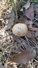 Phylloporus leucomycelinus