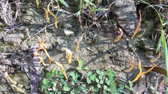 Clavulinopsis amoena