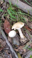 Amanita egreginus