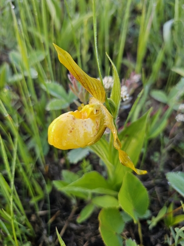 yellow lady's slipper