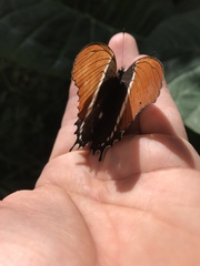 Siproeta epaphus epaphus