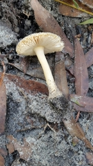 Amanita pagetodes