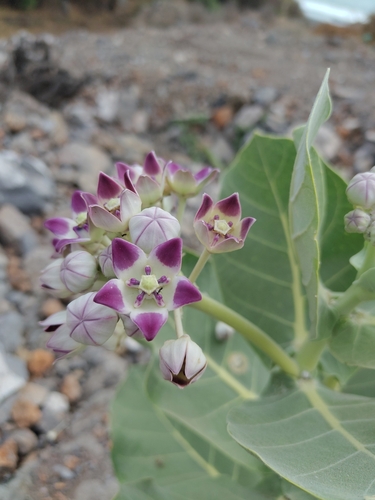 giant milkweed
