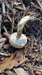 Austroboletus lacunosus