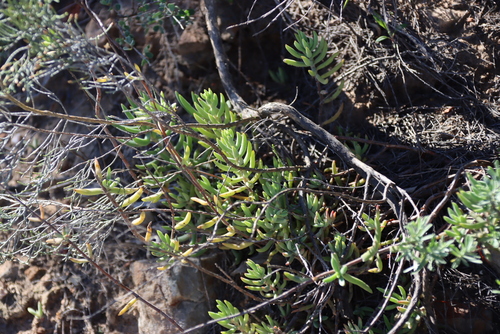 Crassula mollis