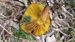Phylloporus hyperion