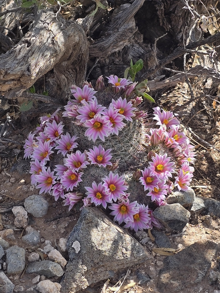 Graham's fishhook cactus (Cochemiea grahamii)