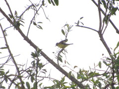 Tyrannus melancholicus