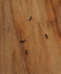 Technomyrmex jocosus