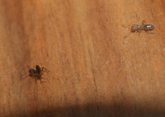 Technomyrmex jocosus