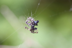 Cyclosa octotuberculata