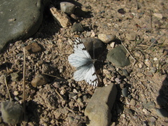 Phulia nymphula