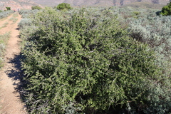 Grewia robusta, photograph (c) Tony Rebelo, some rights reserved (CC BY-SA)