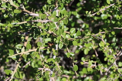 Grewia robusta, photograph (c) Tony Rebelo, some rights reserved (CC BY-SA)