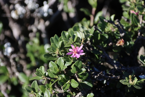 Grewia robusta, photograph 3