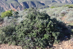 Grewia robusta, photograph (c) Tony Rebelo, some rights reserved (CC BY-SA)